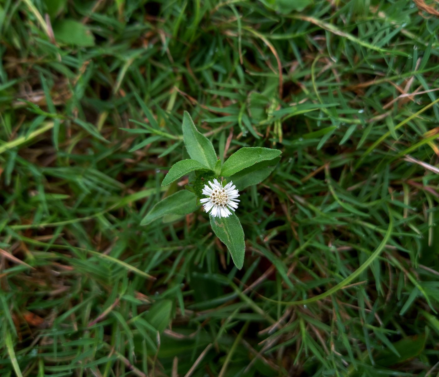 Natural Beauty Ingredient False Daisy