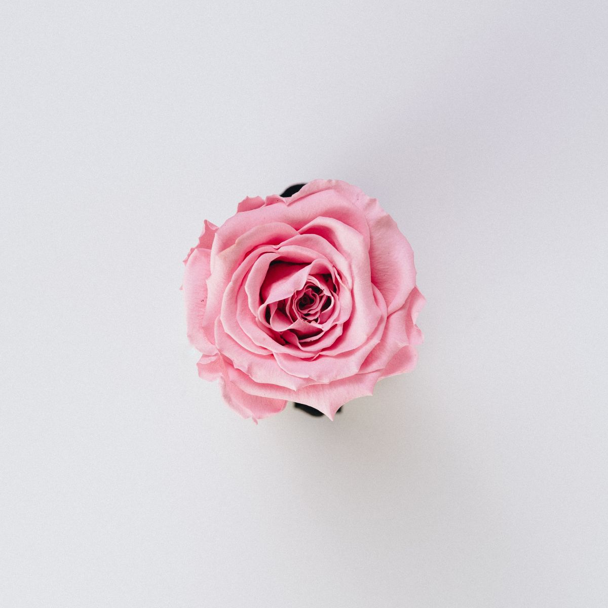 Natural Beauty Ingredient Rose