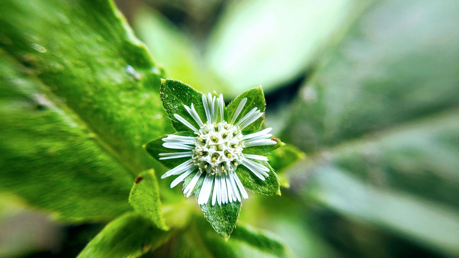 Natural Beauty Ingredient False Daisy