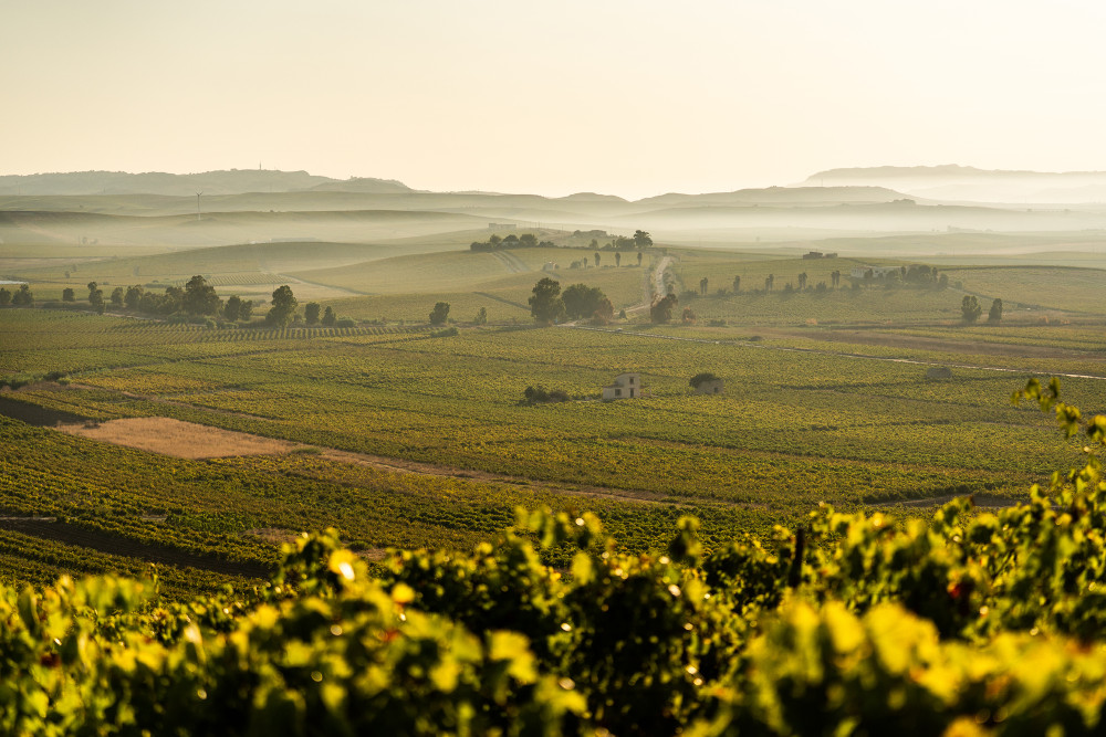 Sicily Vineyards