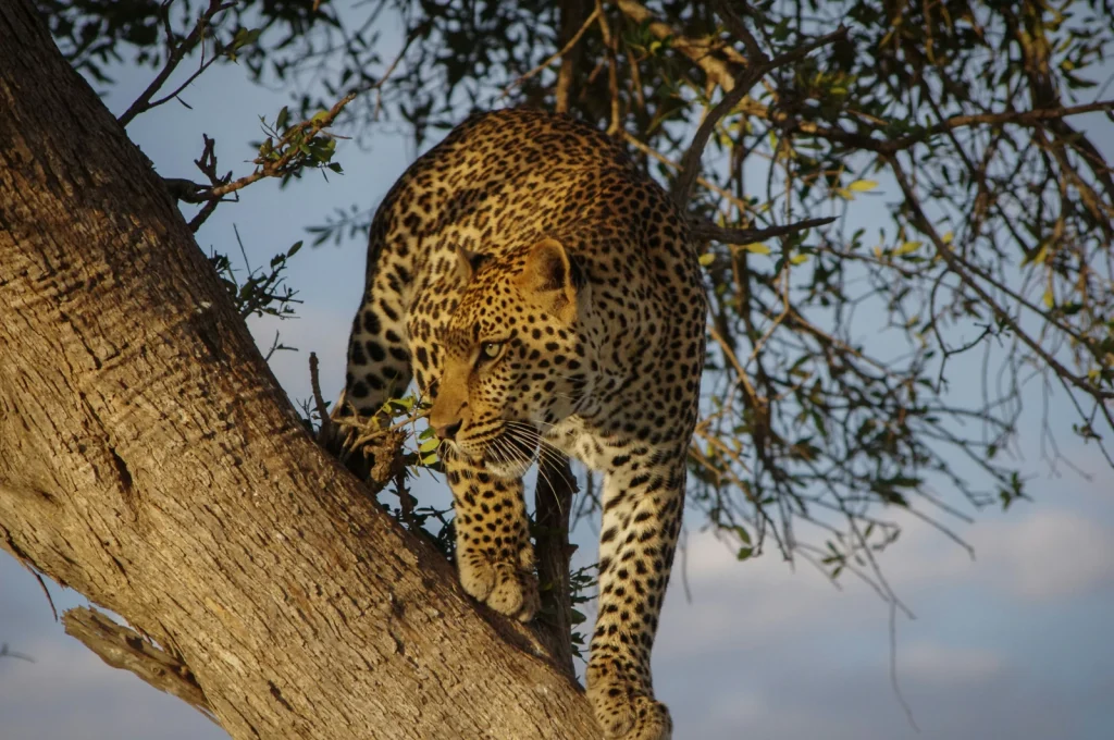 Jawai leopards