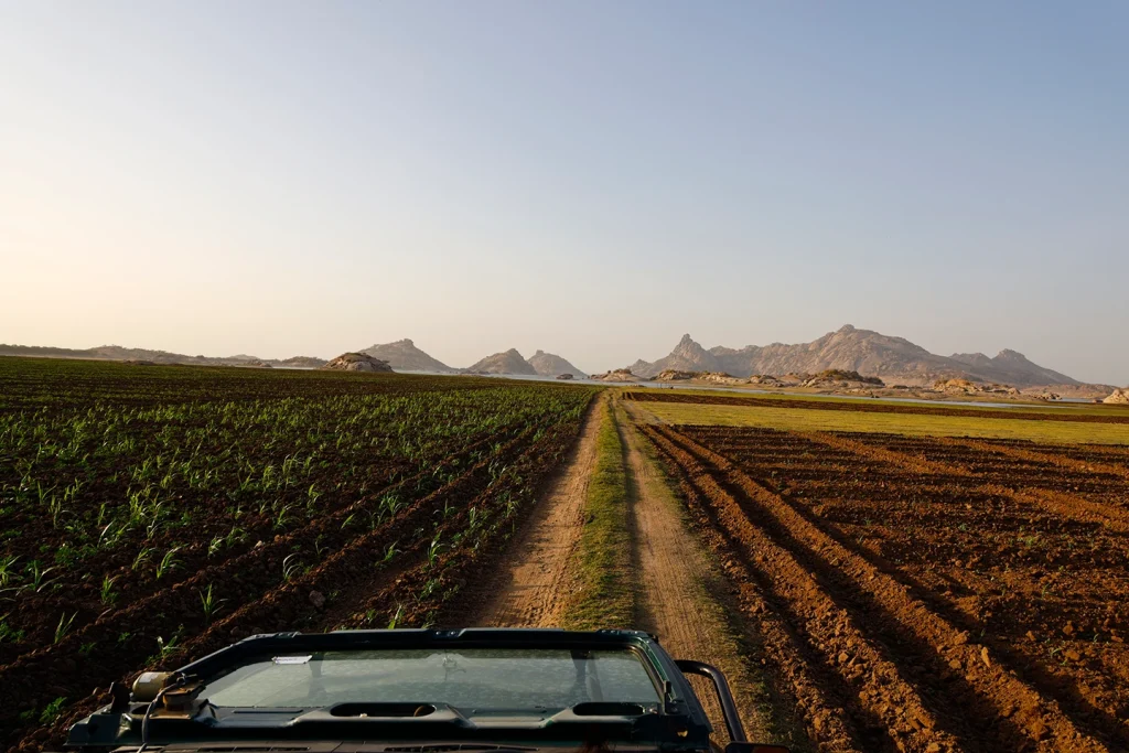 Jawai safari
